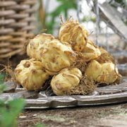 Lilium Stargazer Oriental Lily Bulbs Alternate Image 6