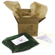 Lilium Stargazer Oriental Lily Bulbs Alternate Image 7