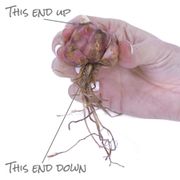 Lilium Stargazer Oriental Lily Bulbs Alternate Image 8