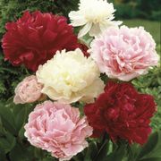 Paeonia Mixed Varieties Peony Thumb
