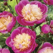 Paeonia 'Bowl of Beauty' Peony Thumb