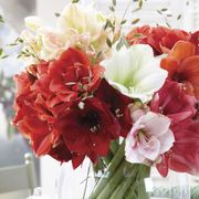 Garden Mix Amaryllis Bulbs Thumb