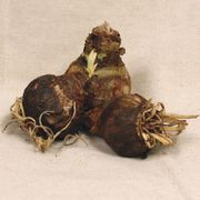 Garden Mix Amaryllis Bulbs Alternate Image 1