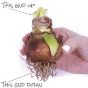 Garden Mix Amaryllis Bulbs Alternate Image 3