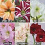 Exotic Collector's Edition Amaryllis Bulbs Thumb