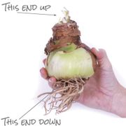 Exotic Collector's Edition Amaryllis Bulbs Alternate Image 3