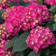 Hydrangea Endless Summer&reg; Summer Crush&reg; Bigleaf Hydrangea Alternate Image 3