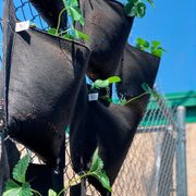 Smart Pot&reg; Wall Flower Hanging Planter 3-Gallon Fabric Planter (Black) Alternate Image 1