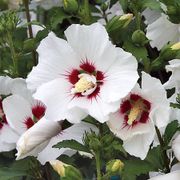 Hibiscus 'Red Heart' Rose of Sharon Tree Form Alternate Image 2