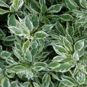 Cornus Ivory Halo&reg; Alternate Image 2