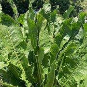 Armoracia Big Top Horseradish Thumb