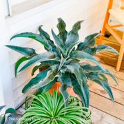 Mangave Art & Sol&reg; 'Catch a Wave' Thumb