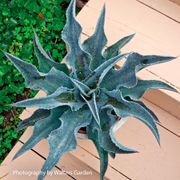 Mangave Art & Sol&reg; 'Catch a Wave' Alternate Image 1