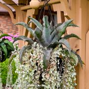 Mangave Art & Sol&reg; 'Catch a Wave' Alternate Image 2