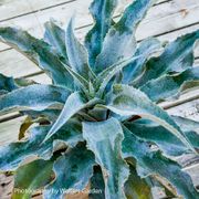 Mangave Art & Sol&reg; 'Catch a Wave' Alternate Image 3