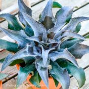 Mangave Art & Sol&reg; 'Night Owl' Alternate Image 2