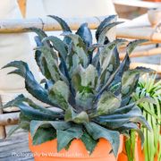 Mangave Art & Sol&reg; 'Night Owl' Alternate Image 3