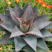 Mangave Art & Sol&reg; 'Tooth Fairy' Thumb