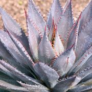 Mangave Art & Sol&reg; 'Tooth Fairy' Alternate Image 2