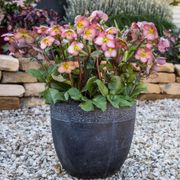 Helleborus Frostkiss&reg; Cheryl's Shine&reg; Thumb