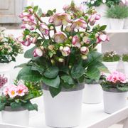 Helleborus Frostkiss&reg; Glenda's Gloss&reg; Thumb