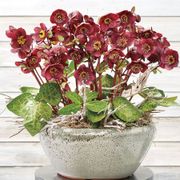 Helleborus Frostkiss&reg; Vibey Velvet&trade; Thumb