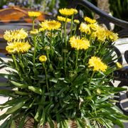 Leucanthemum Realflor&reg; 'Real Jewel' Shasta Daisy Alternate Image 2