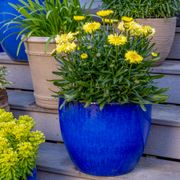 Leucanthemum Realflor&reg; 'Real Jewel' Shasta Daisy Alternate Image 3