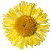 Leucanthemum Realflor&reg; 'Real Jewel' Shasta Daisy Alternate Image 4