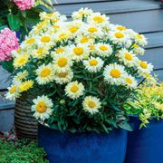 Leucanthemum Realflor&reg; 'Real Solar' Shasta Daisy Thumb