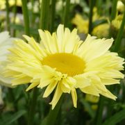Leucanthemum Realflor&reg; 'Real Solar' Shasta Daisy Alternate Image 2