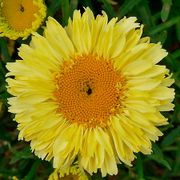 Leucanthemum Realflor&reg; 'Real Goldcup' Shasta Daisy Thumb