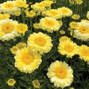 Leucanthemum Realflor&reg; 'Real Goldcup' Shasta Daisy Alternate Image 2