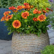 Gaillardia Realflor&reg; 'Sunset Orange Ruffles' Blanket Flower Thumb