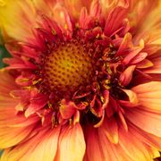 Gaillardia Realflor&reg; 'Sunset Orange Ruffles' Blanket Flower Alternate Image 2