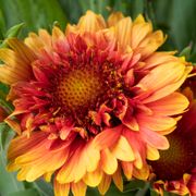 Gaillardia Realflor&reg; 'Sunset Orange Ruffles' Blanket Flower Alternate Image 3