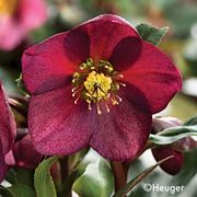 Helleborus HGC&reg; Ice N' Roses&reg; Red Hellebore Thumb