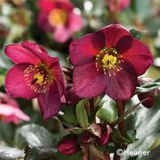 Helleborus HGC&reg; Ice N' Roses&reg; Red Hellebore Alternate Image 1