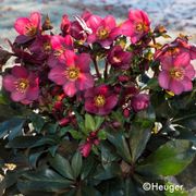 Helleborus HGC&reg; Ice N' Roses&reg; Red Hellebore Alternate Image 2