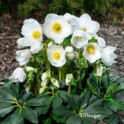 Helleborus HGC&reg; Jesko Hellebore Thumb