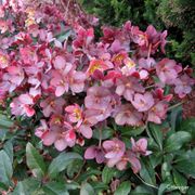 Helleborus HGC&reg; Merlin&reg; Hellebore Alternate Image 3