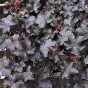 Heuchera 'Blackout' Coral Bells Thumb