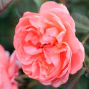 English Coral Grandiflora Rose Alternate Image 2