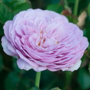 La Di Da Floribunda Rose Alternate Image 4