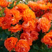 Mandarin Sunset Floribunda Rose Alternate Image 2