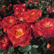 Mysterious Floribunda Rose Alternate Image 2