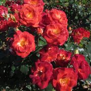 Mysterious Floribunda Rose Alternate Image 3