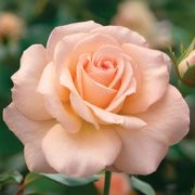 White Delight Hybrid Tea Rose Thumb