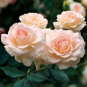 White Delight Hybrid Tea Rose Alternate Image 1