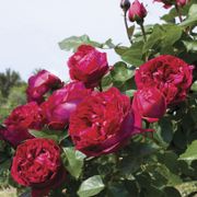 Eden Climber&reg; Red Climbing Rose Alternate Image 1